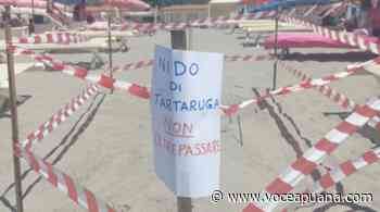 Marina di Massa, Persiani stabilisce otto divieti per salvaguardare i nidi di tartaruga - La Voce Apuana