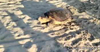 Ardea, una tartaruga marina depone uova sulla spiaggia. Stupore dei bagnanti - Il Tempo