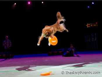 What to experience at the Saskatoon Ex beyond rides, food and Grandstand shows