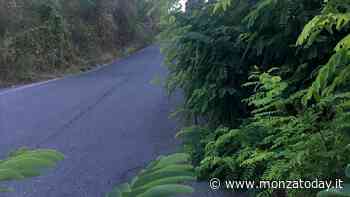 Il quartiere di Monza dove non vengono potate le piante e si rischiano gli incidenti - MonzaToday