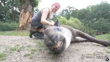 Dortmund: Massage für Tapir-Dame im Zoo | Regional - BILD