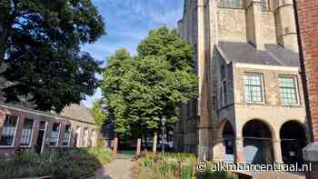Alkmaarse steigerbouwer: boom hoeft niet weg voor renovatie raam van Grote Kerk - Alkmaar Centraal