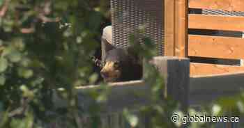 Airdrie bear visitor successfully relocated
