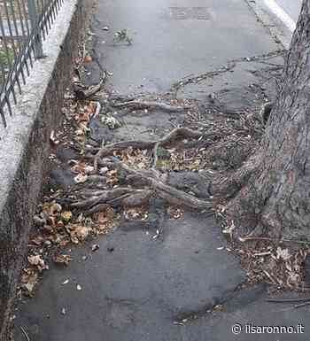 Saronno, scende dal marciapiede invaso dalle radici e… viene investito - ilSaronno