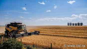 Alberta farmers hope for more rain as heat wave blankets province
