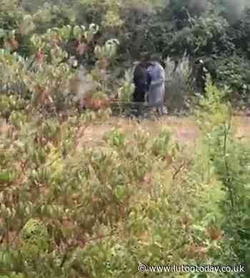 Youths spotted deliberately damaging fencing along the Luton to Dunstable busway - Luton Today