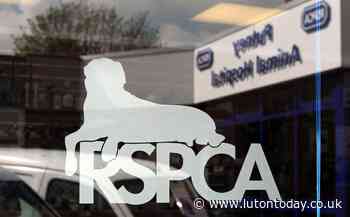 Hundreds of animal cruelty calls in Bedfordshire over three years - Luton Today