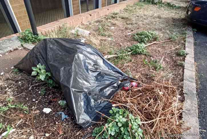 Termoli tra degrado e noncuranza, nuovo appello del M5S al sindaco Roberti - Il Quotidiano del Molse