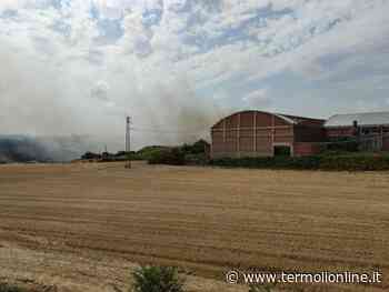 Divampa un rogo vicino all'ex fornace, sul posto i Vigili del fuoco - Termoli Online