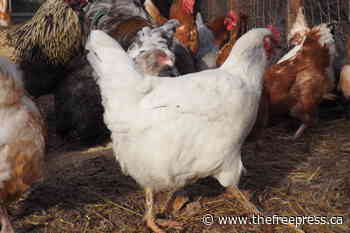 Fernie taking a better look at chickens - The Free Press
