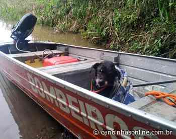Mafra: Bombeiros empenham lancha para resgatar cão no Rio Negro - Canoinhas Online