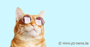Zum Weltkatzentag: PZ-news sucht die schönsten Fotos Ihrer Samtpfoten - Pforzheim - Pforzheimer Zeitung