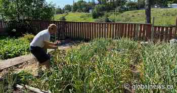 Neighbours provide ‘awesome’ support for Calgary man’s urban farming business