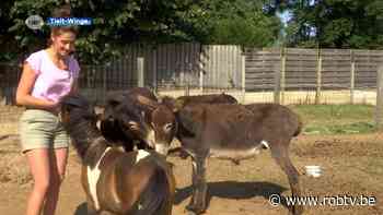 3 ezels en klein paardje gaan op pad in Tielt-Winge - ROB-tv