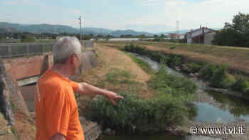 Pescia: morìa di pesci nel Pescia - Notizie - TVL - News