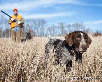 Disponibile il ritiro dei tesserini venatori - Il Cittadino Pescia