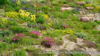 Wasserverbrauch im Garten senken