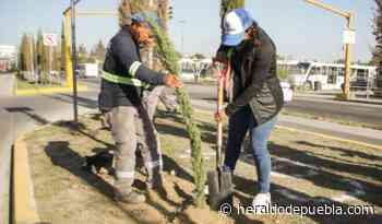 Ayuntamiento de San Andrés realiza reforestación en carretera federal Puebla-Atlixco - El Heraldo de Puebla