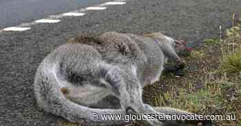 Decapitated kangaroo found in Vic street - Gloucester Advocate