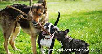 Gloucester company offering unique way of remembering furry friends - Gloucestershire Live