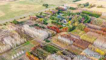Escapadas en Buenos Aires: descubrí el mágico pueblo del millón de árboles - Viajando Argentina