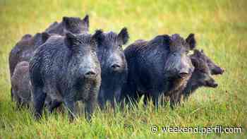 Jabalíes invaden el norte de la provincia de Buenos Aires - Weekend