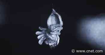 Jumping Spiders Seem to Experience REM-Like Sleep, Might Even Dream     - CNET