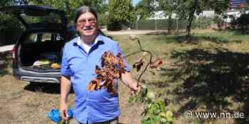 "Feuerbrand"-Erreger breitet sich in Franken aus: Auch Schwabach und Hilpoltstein sind betroffen - NN.de