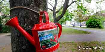 Stadtbäume vertrocknen: So kann man den grünen Riesen helfen - NN.de