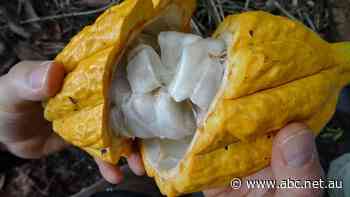 Do you know where your block of chocolate comes from?