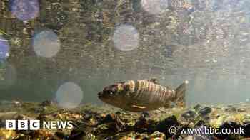 Wildlife under stress as dry spell shrinks rivers - BBC