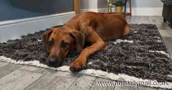 Hull family left heartbroken with no puppy and in debt after 'breeder scam' - Hull Live