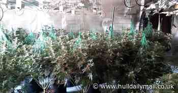 Boy arrested after police discover Hornsea cannabis farm - Hull Live