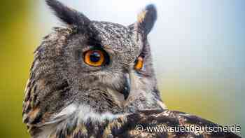 Tiere - Hilpoltstein - "Schlechtes Mäusejahr": Naturschützer finden nur elf Uhus - Bayern - SZ.de - Süddeutsche Zeitung - SZ.de