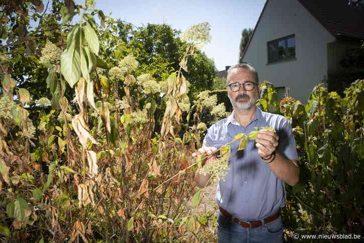 Zij zien hun levenswerk langzaam vergaan: gepassioneerde tuiniers over hun gevecht tegen de droogte