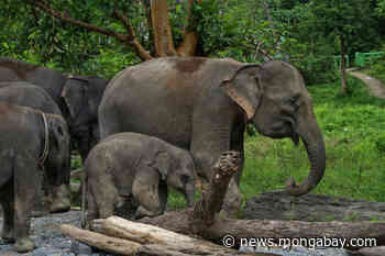 'Chased from every side': Sumatran elephants pinned down by forest loss - Mongabay.com