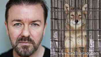 Actor Ricky Gervais calls on Cook County forest preserve to surrender coyote at center of controversy - FOX 32 Chicago