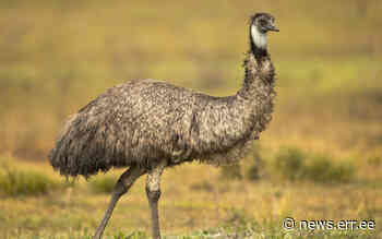 Emu spotted in forest near Tartu | News - ERR News