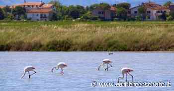 Saline di Cervia, 900mila euro per rinnovare il centro visite - Corriere Cesenate