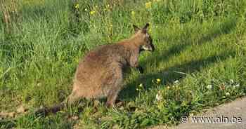 Politie zoekt (alweer) ontsnapte kangoeroe | Zulte | hln.be - Het Laatste Nieuws