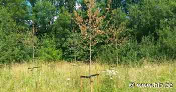 Groen maakt zich zorgen om toestand recent aangeplante boompjes in Mortsel: “Ze zijn stervende of zelfs volledig dood” - Het Laatste Nieuws