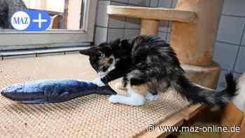 Luckenwalde: Tierheim-Mitarbeiter freuen sich über Spenden für Katze - Märkische Allgemeine Zeitung
