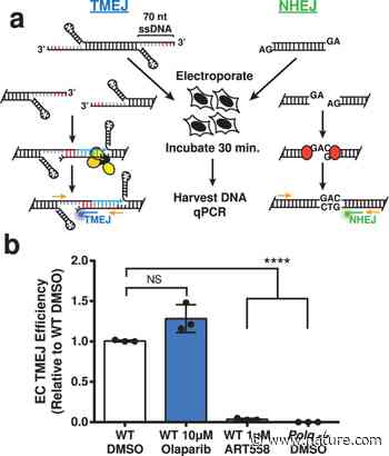 Poly(ADP) ribose polymerase promotes DNA polymerase theta-mediated end joining by activation of end resection - Nature.com