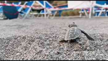 Ischia, a tu per tu con Alba: l'ultima tartarughina del nido di San Montano - La Repubblica