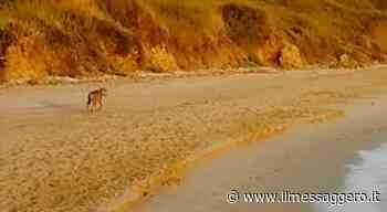 Turista azzannata mentre passeggia all'alba sulla spiaggia: si salva tuffandosi in acqua. «Era un lupo» - ilmessaggero.it