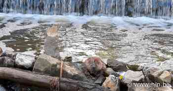 Animal Rescue vzw redt jonge bever op de dool uit Demer - Het Laatste Nieuws