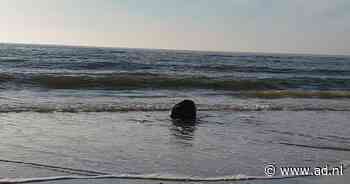 Wandelaars spotten aangespoelde bever op strand Noordwijk - AD.nl