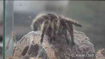 Tarantula's on the prowl during mating season in Poway - CBS News 8