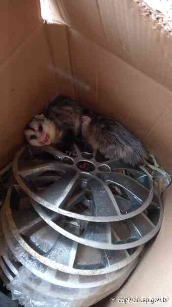 Defesa Civil de Capivari resgata família de saruê no centro da cidade - Prefeitura de Capivari (.gov)