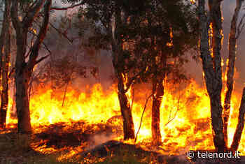 Incendio ad Albenga: bruciati vigneti, olivi e impianti agricoli - Telenord.it